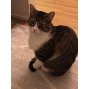 Lost Cat Harley