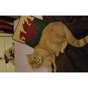 Lost Cat Paws