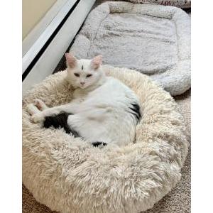 Lost Cat Chilly