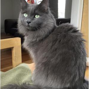 Lost Cat Miss tea