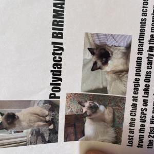 Lost Cat Miso