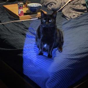 Lost Cat Leela
