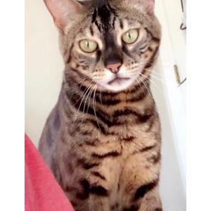 Lost Cat Domino