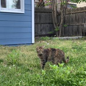 Lost Cat KitKat