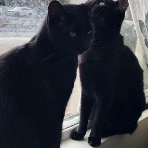 Lost Cat Hoots & Tank