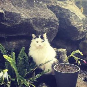 Lost Cat Yoda