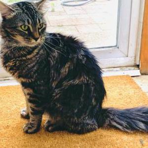 Lost Cat Goji