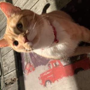 Lost Cat Chubs