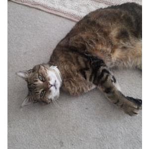 Lost Cat Dillon