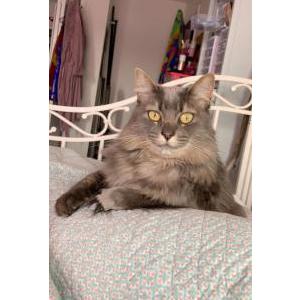 Lost Cat Ember Rose