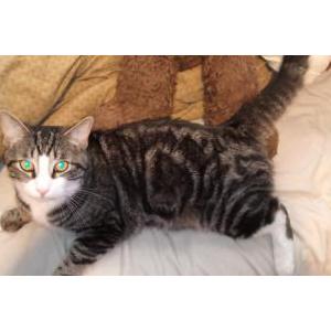 Lost Cat Clover
