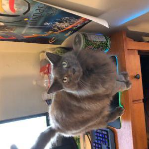Lost Cat Lea