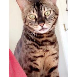 Lost Cat Domino