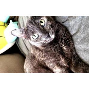 Lost Cat Kardi