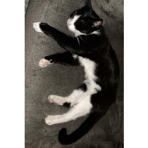 Lost Cat Taz
