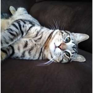 Lost Cat Floyd