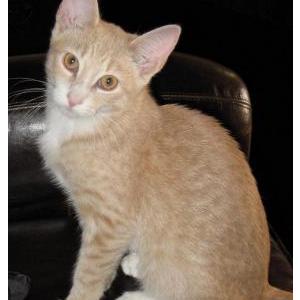 Lost Cat Hamza
