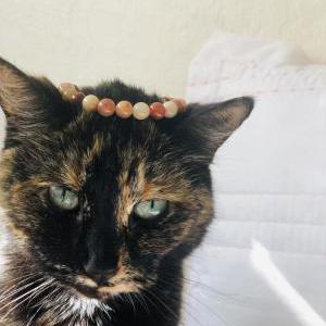 Lost Cat Mia