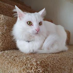Lost Cat Boo