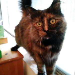 Lost Cat Rusty
