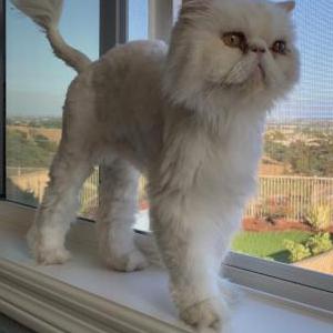 Lost Cat Eskimo
