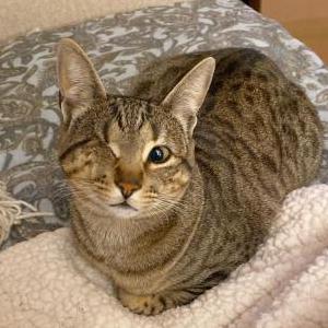 Lost Cat Lola