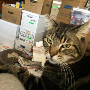 Lost Cat Benji