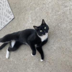 Found Cat Unknown