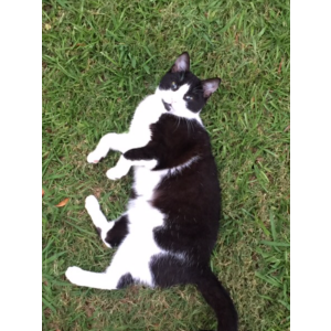 2nd Image of Grasshoppa Colburn, Lost Cat