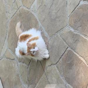 Lost Cat George