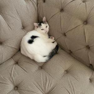 Lost Cat Ella Sardesai