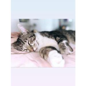 Lost Cat Jack