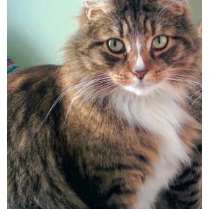 Lost Cat Clara