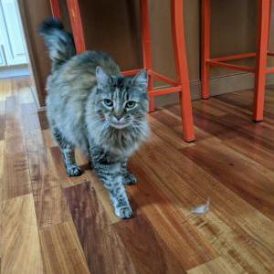 Lost Cat Hazel