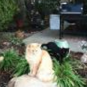 Lost Cat Cottontail