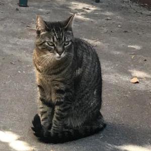 Lost Cat Elizabeth