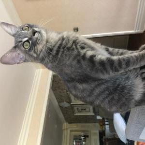 Lost Cat Rosie