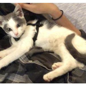 Found Cat Unknown