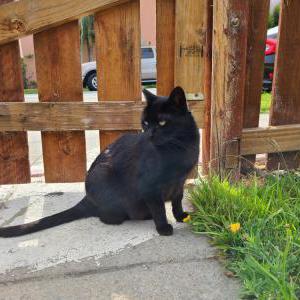 Lost Cat Kitty