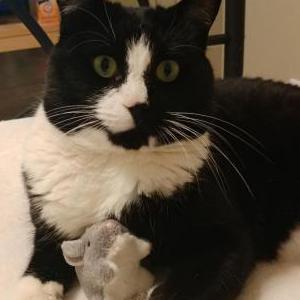 Lost Cat BB