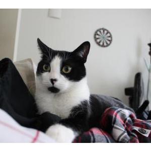 Lost Cat Oliver