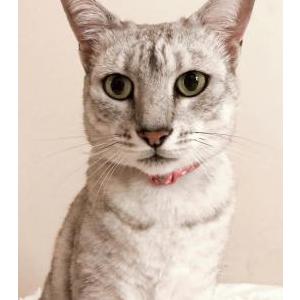 Lost Cat Misty