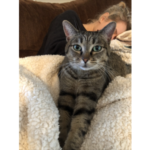 Lost Cat Willow