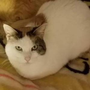 Lost Cat Porkchop