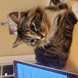 Lost Cat Mansic