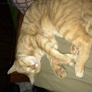 Lost Cat Donnie