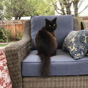 Lost Cat Maddox