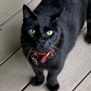 Lost Cat Tyrone