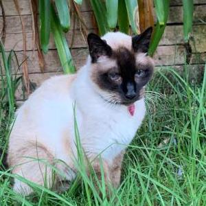 Lost Cat Kimo