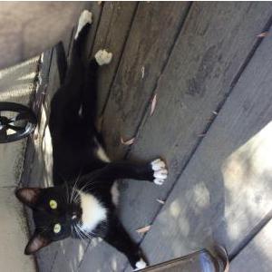 Found Cat Skittle